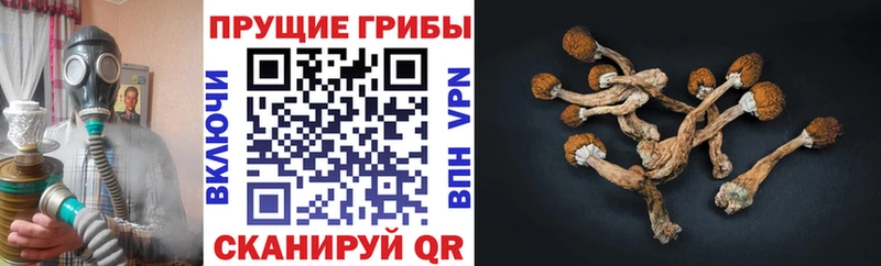Псилоцибиновые грибы мухоморы  darknet какой сайт  Кашин 